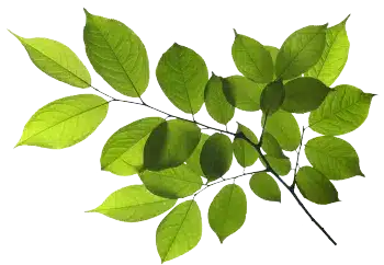 Extrato de carqueja