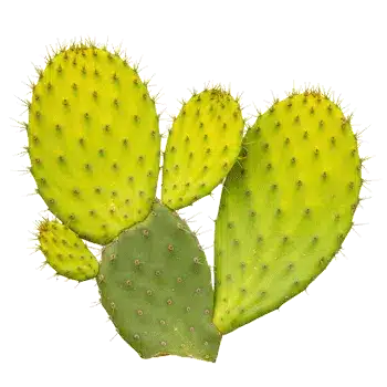 Extrato do caule do cacto (nopal) 10:1