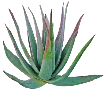 Agave em pó