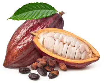 Cacau em pó