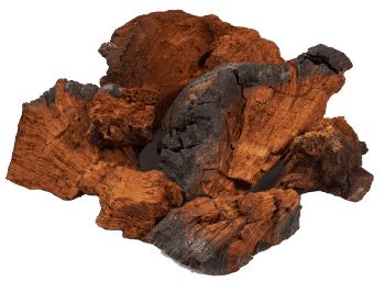 Cogumelo Chaga