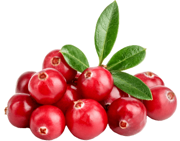 Extrato de Cranberry