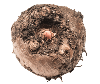 Glucomanano