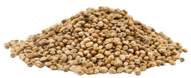 Proteína de cânhamo