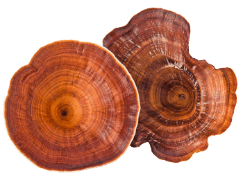 Cogumelo Reishi