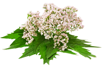Extrato de valeriana
