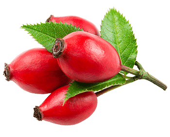 Rosa mosqueta