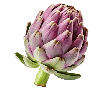 Extrato de alcachofra