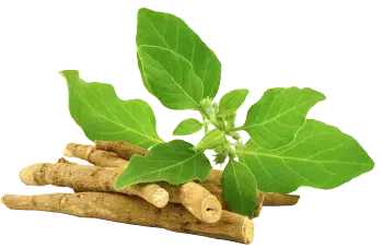 Pó de Ashwagandha