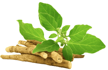 Extrato de Ashwagandha
