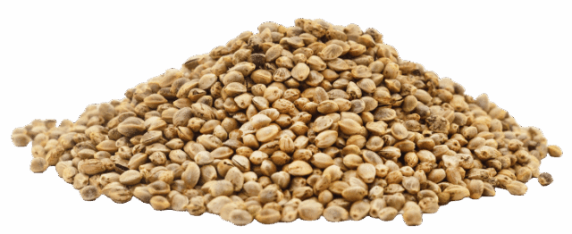 Proteína de cânhamo