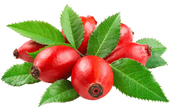 Rosa mosqueta