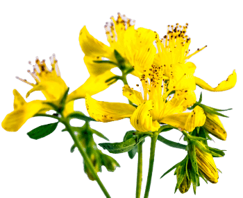 Extrato de erva-de-são-joão