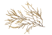 id-ALG_.png